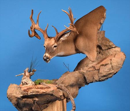 2015 McKenzie Taxidermists’ Choice Best Gamehead